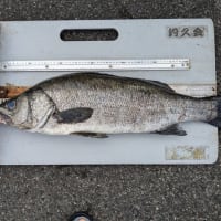 南伊豆 下流 今日の釣果