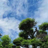 夏至だ！梅雨入り！ちょこっと散歩！