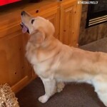 【動画】犬さん、毛虫をみて大喜びしてしまうｗ