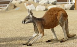 【西濃運輸】動物園にいるカンガルーの飼育に「正しいスポンサー」が付く。素晴らしい！