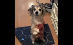 【ダックス】犬「あの、、一緒に行きたいんですけど！？」これは連れて行くわ！