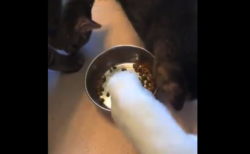 【面白い】食べるスピードの「不公平感」しかないアヒルの動画が話題に。猫ちゃんが食べれないぞ！