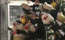 【可愛い】クリスマスツリーが文鳥の雛達の遊び場に