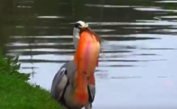 【凄い】お目当ての ”獲物” をゲットした鳥さん。想像の10倍くらいのサイズにビビる！