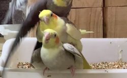 【ネットで話題】トリプルオカメインコが凄すぎる！　これもうサーカスだろ！