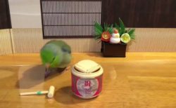 【動画】インコのお正月が可愛すぎるとネットで話題！