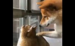 【癒やし】鳥を見つけて興奮してる猫にそっと寄り添う犬。ワンコの目が優しすぎる