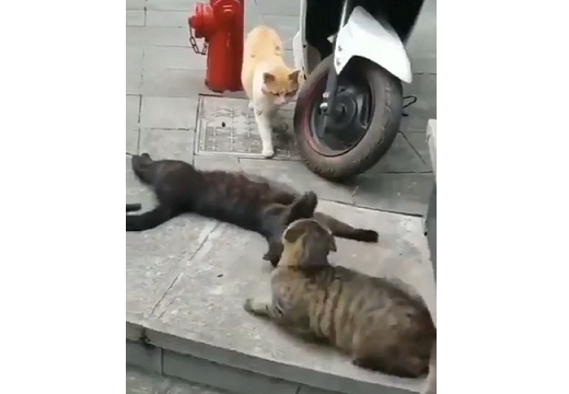 【動画】ねこ3匹のやばそうな現場を激写！