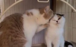 猫同士の「じゃれ合い」を収めた映像が素晴らしい！