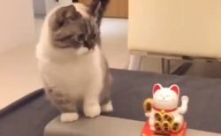 【笑】動く招き猫をまじまじと見つめる猫さん。真似をしはじめる