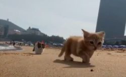 【テケテケ】浜辺を歩く小さな子猫達が話題「ずっと見ていられる！」