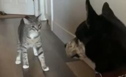 【動画】犬にちょっかいかけたい猫が話題「猫ちゃんの立ち姿が(笑」