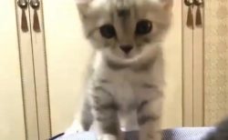 【こねこ】子猫がひたすら可愛い動画が話題「こんな子いたら出かけられない」