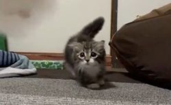 【ふわふわ】子猫の「踏み切ってジャーンプ！」ぜんぶ可愛い！！