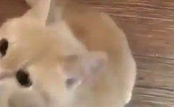 可愛すぎる猫ちゃん。これは抱っこせざるを得ない！