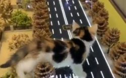 【ｗ】小さい街をうろうろする猫が話題「何回も見てる♪」