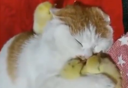 【動画】2羽のひよこを抱いて眠る猫、ものすごく可愛い！