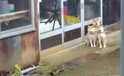 【動画】散歩を待ってる3匹の柴犬親子が可愛いすぎるｗ