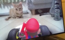 【ｗ】マリオカート新作と遊ぶ犬や猫が話題「かわいすぎてレースとかどうでもいいｗ」