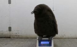 【ちょこん】子供ペンギンの体重測定風景が話題に「自分で乗るんだｗ」