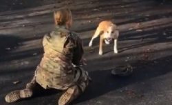 【泣いた】軍隊から5年ぶりに帰宅。犬との再会場面が話題に