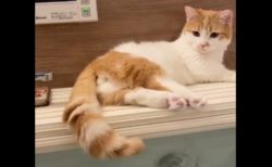 【ｗ】風呂の蓋の上にいる事に気づいた猫の反応が話題に「最後の顔ｗ」