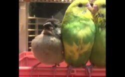 【愛】甘えてくる隣の文鳥に気づいたインコの反応！可愛いすぎるｗ