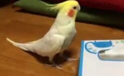 【動画】ピタッゴラピタッゴラ‥最後まで完璧に歌うインコが話題にｗ