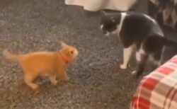 【！】自分よりかなり大きな猫に突撃する子猫が話題にｗ