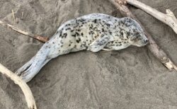 【泣いた】海岸で衰弱しカラスに狙われていたゴマちゃん、通勤中の男性に助けられる