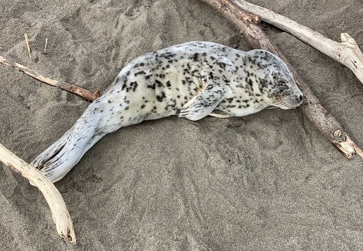 【泣いた】海岸で衰弱しカラスに狙われていたゴマちゃん、通勤中の男性に助けられる