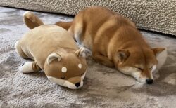 【ぺちょん】ぬいぐるみの隣で眠る柴犬が話題に「たまらんｗ」