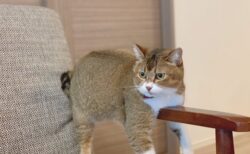 【ひや～】冷たい場所を発見し堪能する猫ちゃん達が話題にｗ