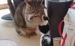 【手ｗ】子猫にちょっかいかける猫と、それを叱る子猫。可愛いすぎるやり取りが話題に