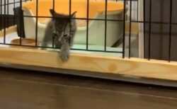 【ｗ】立派なゲージを組み立ててもらった子猫、柵の間からあっさり脱出！