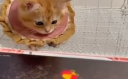 【動画】美人ねこさん、猫用アプリで遊んでみたら・・めちゃくちゃ可愛いｗ