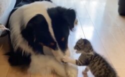 【ｗ】モグモグする犬の口が気になる子猫とぜったい見せない大型犬。可愛いすぎ！