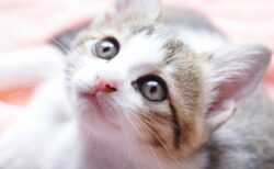 【いた！】必死にきょろきょろする子猫。飼い主を見つけた瞬間の行動が可愛いすぎｗ