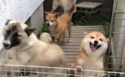 【わちゃわちゃ】犬の柵を外してみたら‥の動画が話題「すっごい幸せそう」「羨ましい」