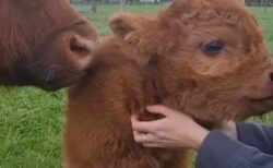 【もっふもふ】スコットランドの牛の赤ちゃんが激かわ！まるでぬいぐるみ！