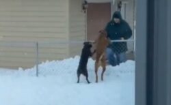 【お隣さん】年中遊んでくれるおじいちゃんと犬達、幸せそうな動画が話題「泣けてきた」