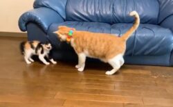 【ｗ】子猫と遊びたかった猫、ｼｬｰされて落ち込んでしまうｗｗｗｗ