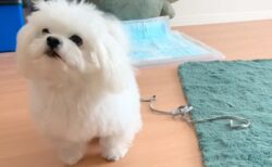 【ｼﾞﾀﾊﾞﾀ】「おすわり！」の飼い主と、超速おすわりでご褒美もらいたい犬、可愛いすぎ