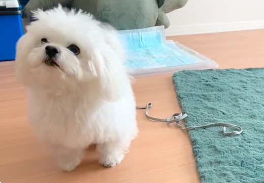 【ｼﾞﾀﾊﾞﾀ】「おすわり！」の飼い主と、超速おすわりでご褒美もらいたい犬、可愛いすぎ