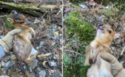 山で捕獲した動物が可愛すぎるんだがｗｗｗｗｗｗｗｗｗｗｗｗｗ