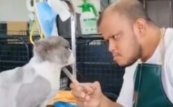 【爆笑】顔がそっくりな猫とおじさんが話題に「こんな事ある？！」「そっくりｗ」