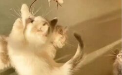 【たまらん】猫じゃらしで遊ぶ子猫集団！ひとりだけ影へ一目散ｗｗｗｗ