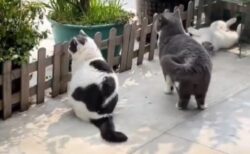 【ぷくぷく】蝶々を見つけた猫ちゃん達！動きが超絶カワイイｗｗｗｗ