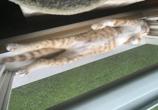 【びょーん】窓のサンにへそ天でぴったりフィットしてる猫「無防備すぎない？ｗ」