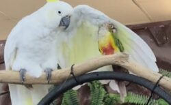 【やさしい】小さなインコを可愛がるオウムが話題に(･∀･)